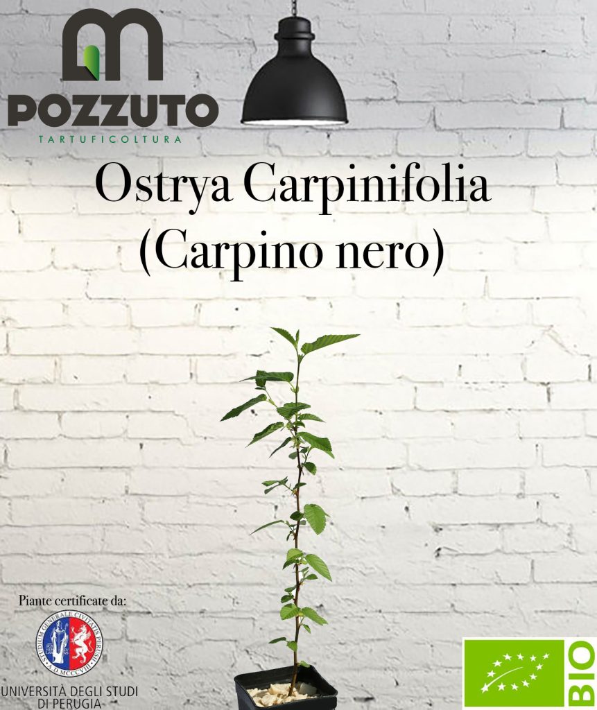 Carpino Nero da Tartufo